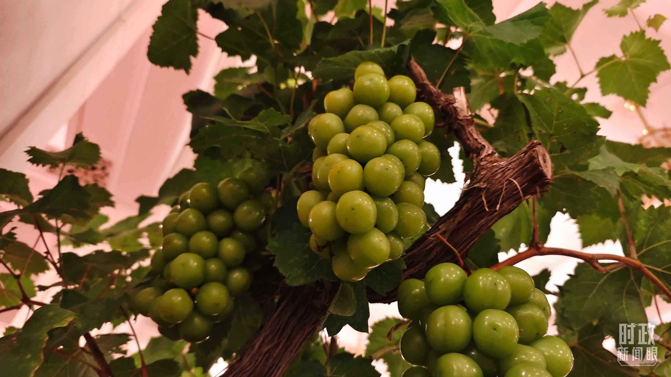  △人民大會(huì)堂的盆景，碩果累累。（總臺(tái)央視記者韓銳拍攝）