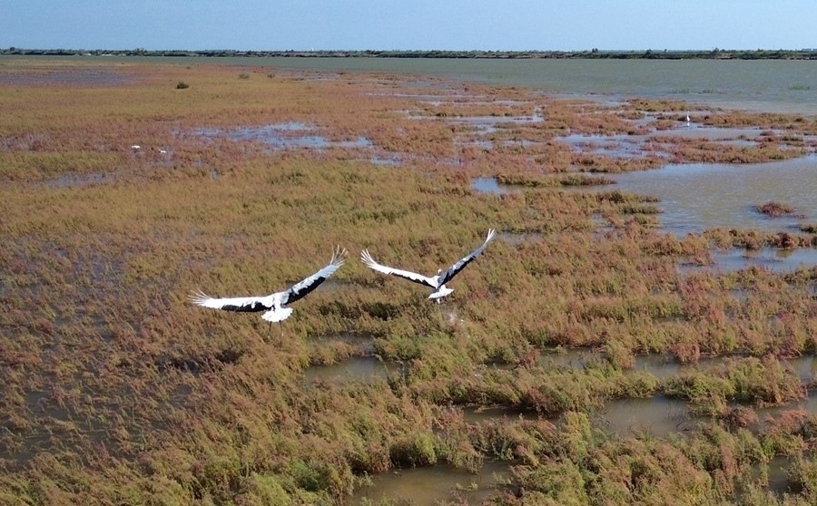 2024年8月28日，丹頂鶴在黃河三角洲國家級(jí)自然保護(hù)區(qū)展翅翱翔（無人機(jī)照片）。新華社記者 徐速繪 攝