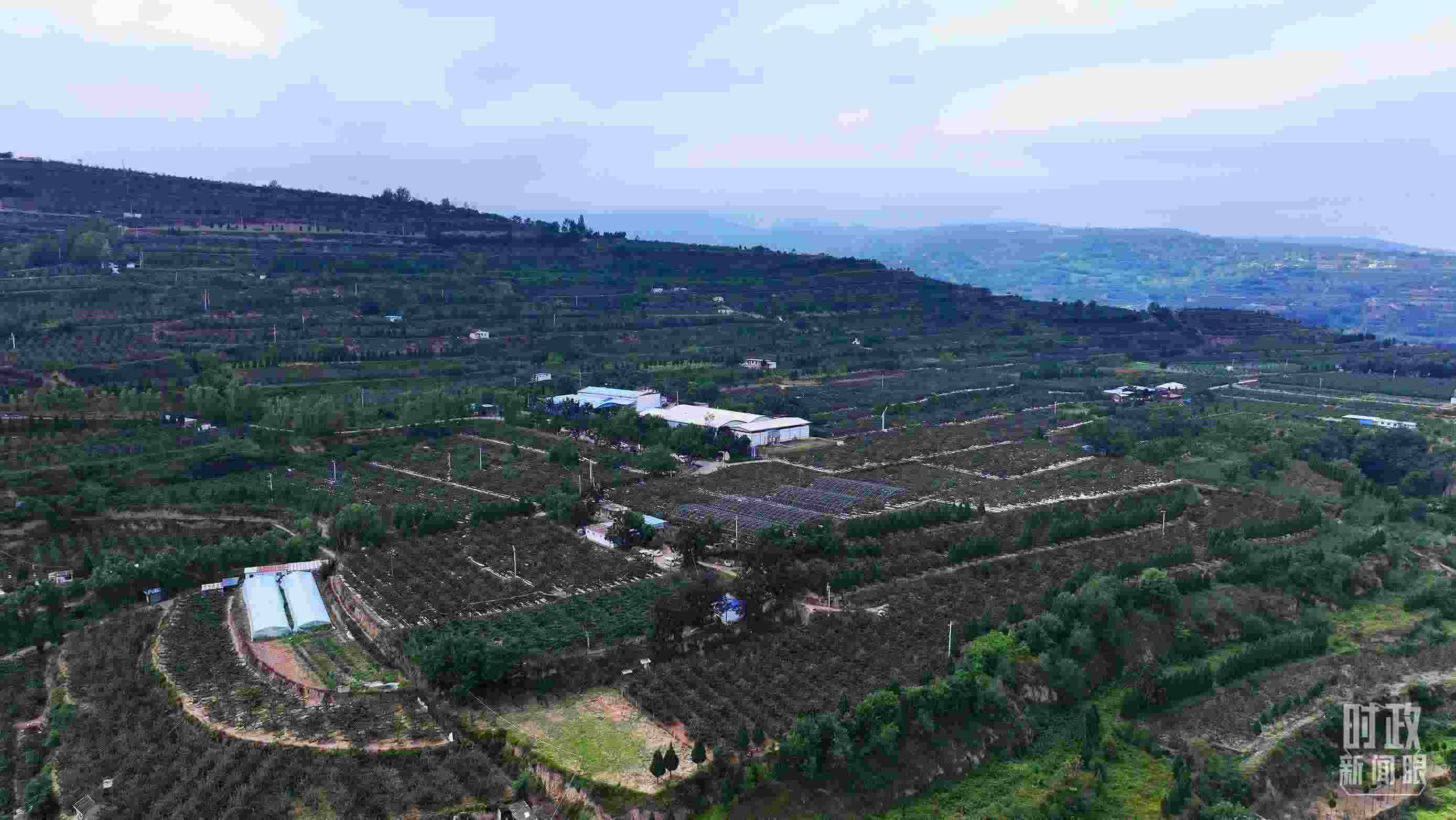 △ 麥積區(qū)南山花牛蘋果基地。（總臺(tái)央視記者范凱拍攝）