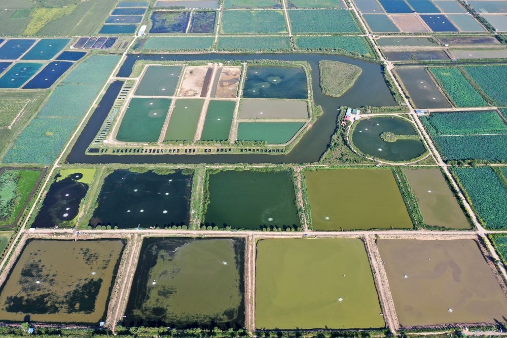 2024年8月13日在山西省臨猗縣薛公村拍攝的蟹塘（無人機(jī)照片）。薛公村位于黃河岸邊，有5000多畝黃河灘涂和近5000畝荒溝。當(dāng)?shù)赝ㄟ^將荒溝和灘涂進(jìn)行整合，發(fā)展特色水產(chǎn)養(yǎng)殖，讓守著黃河水、住在黃河灘的薛公村村民有了新的致富路。