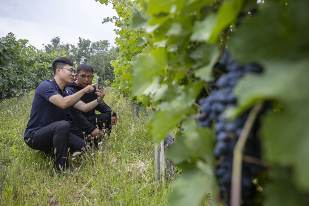 2024年8月15日，技術(shù)人員（左）和工作人員在寧夏銀川市西夏區(qū)的一個(gè)葡萄園工作。為推動(dòng)黃河流域生態(tài)保護(hù)和高質(zhì)量發(fā)展先行區(qū)建設(shè)，銀川市積極打造高標(biāo)準(zhǔn)葡萄園，借助各種傳感器監(jiān)測釀酒葡萄的生長狀態(tài)，實(shí)現(xiàn)精準(zhǔn)灌溉，從而高效節(jié)約黃河水。