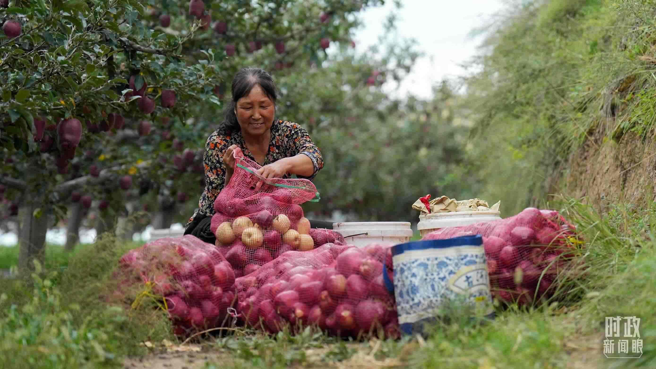 △南山花牛蘋果基地在2023年帶動9000多戶村民實現(xiàn)增收。（總臺國廣記者李晉拍攝）