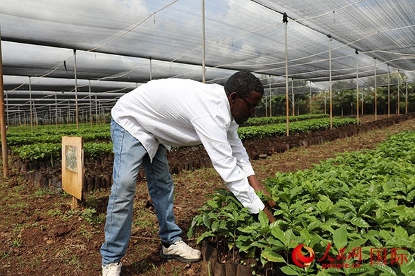 農(nóng)場協(xié)調(diào)員艾哈邁德·耶曼正在檢查咖啡幼苗。人民網(wǎng)記者 沈小曉攝