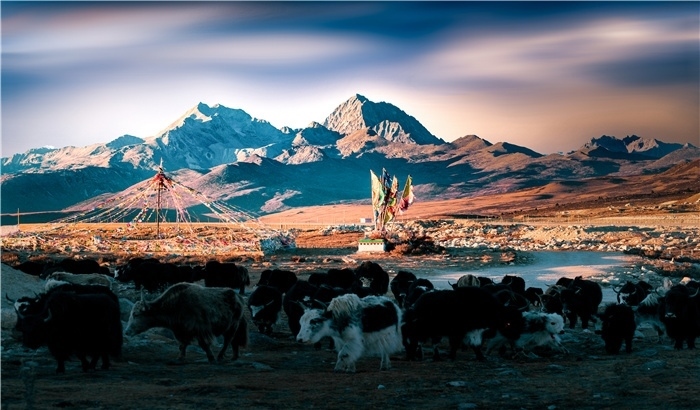 雅拉雪山上的牦牛群。蕭旺擺攝