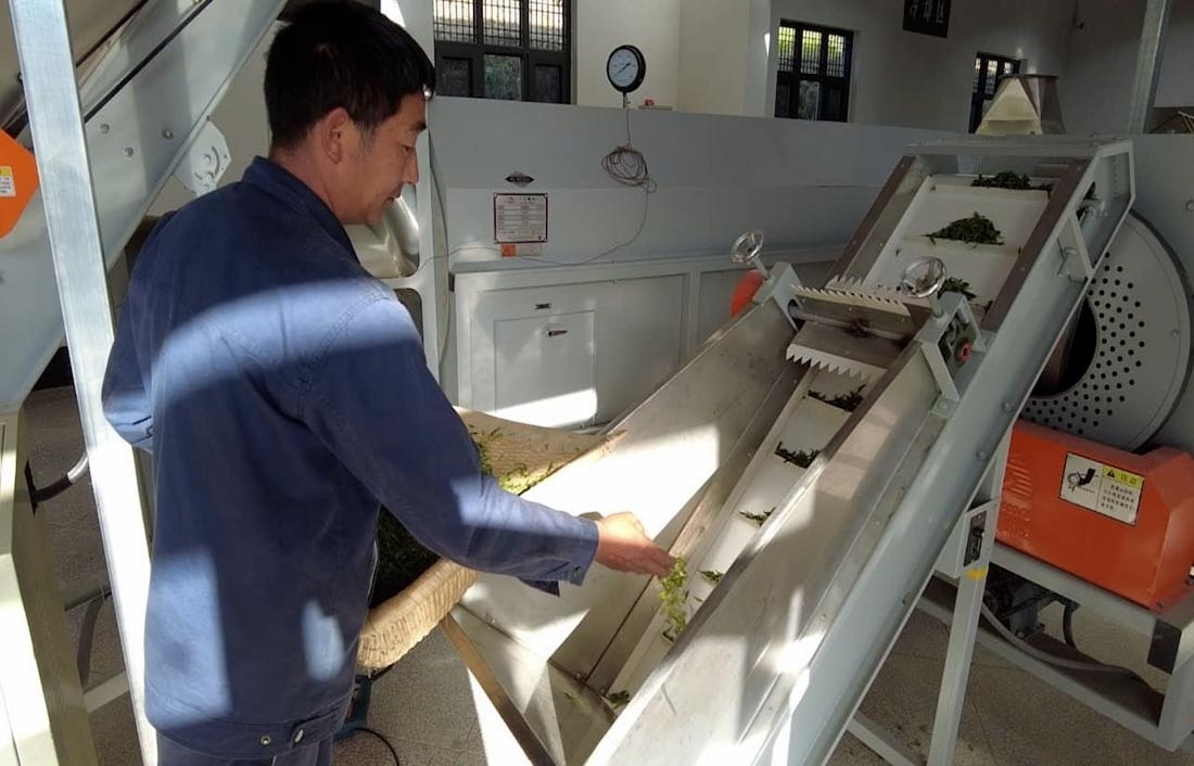  茶廠工人正在查看茶青質(zhì)量。 受訪者供圖