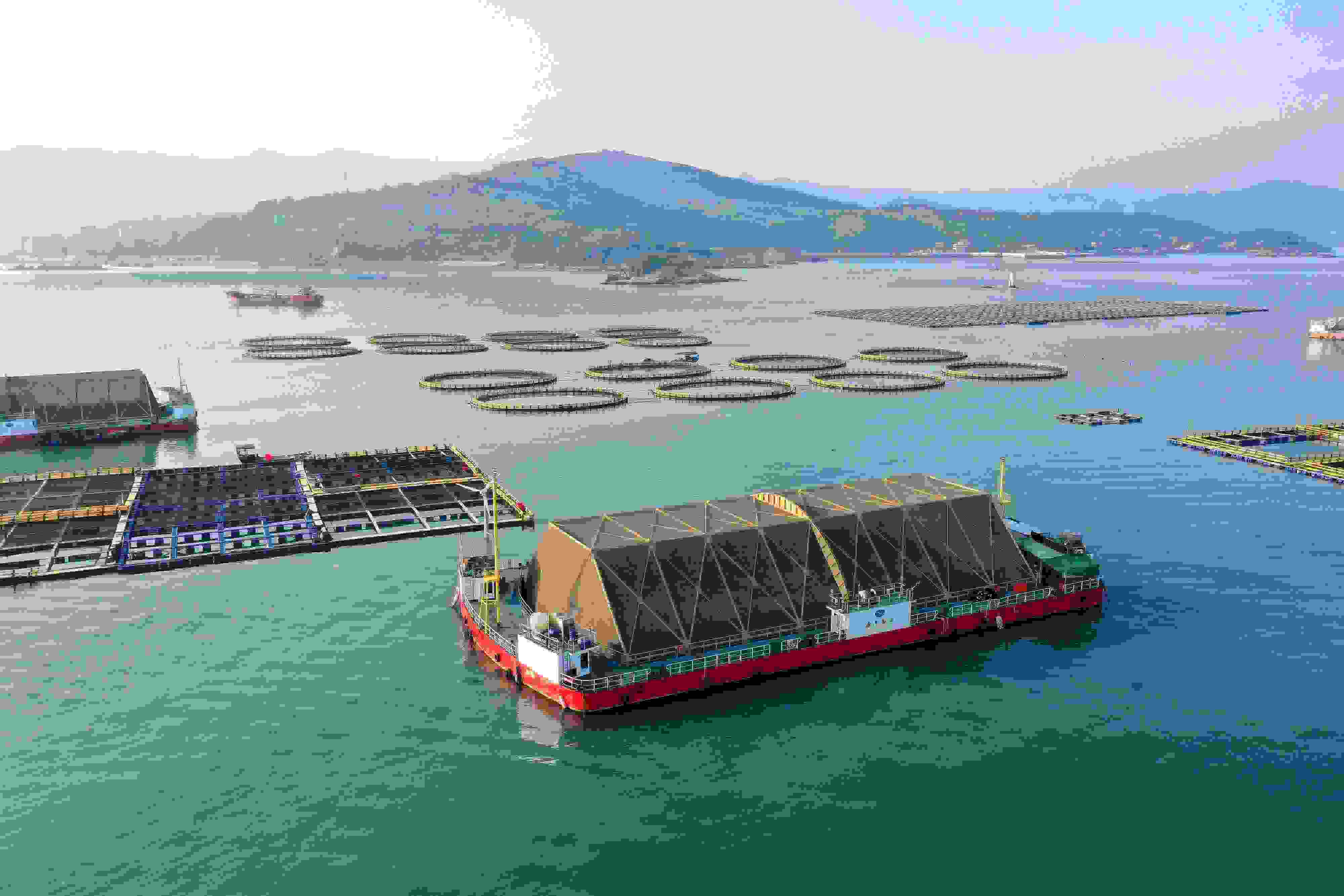 2024年9月10日拍攝的福建省福州市連江縣定海灣海域的現(xiàn)代化“海上糧倉(cāng)”。