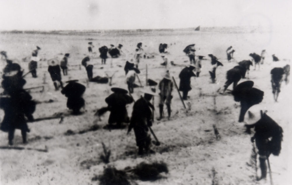 上世紀(jì)東山百姓在沙灘造林（資料照片）。