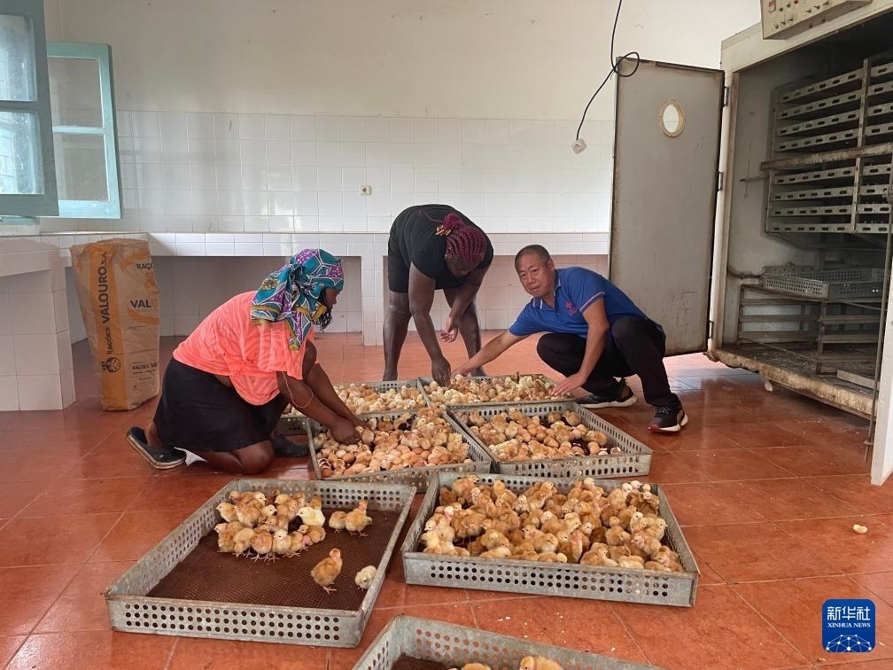 中國(guó)援圣普農(nóng)牧業(yè)技術(shù)項(xiàng)目組專家在圣多美和普林西比家禽繁育中心指導(dǎo)雛雞人工孵化技術(shù)（2024年10月8日攝）。新華社發(fā)（中國(guó)援圣普農(nóng)技組供圖）