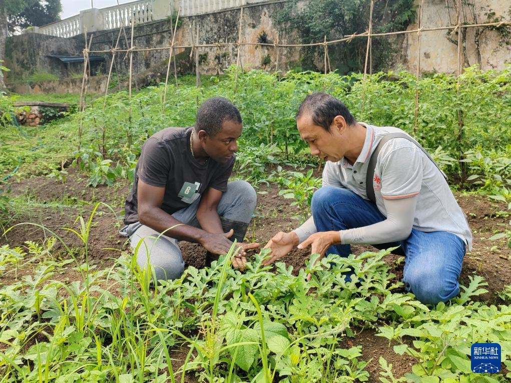 中國(guó)援圣普農(nóng)牧業(yè)技術(shù)項(xiàng)目組專家彭杰（右）在圣多美和普林西比的梅佐希大區(qū)指導(dǎo)蔬菜種植戶改善田間管理技術(shù)（2024年1月25日攝）。新華社發(fā)（中國(guó)援圣普農(nóng)技組供圖）