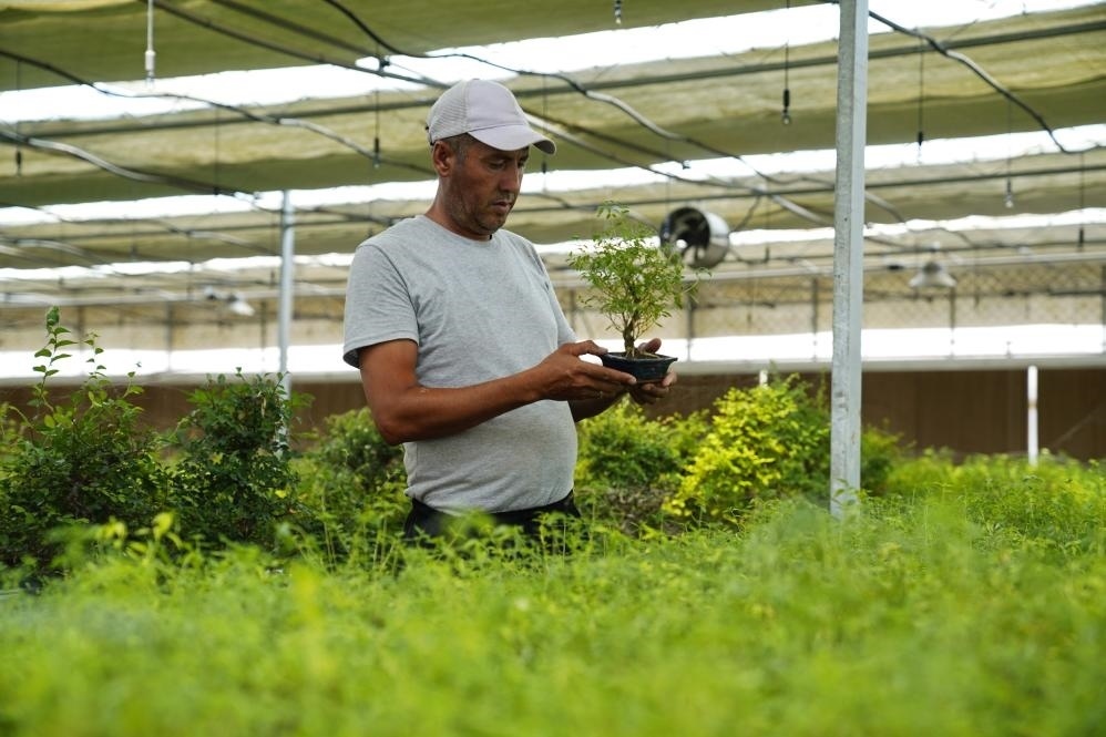 7月28日，在烏茲別克斯坦錫爾河州的上合組織農(nóng)業(yè)基地中烏現(xiàn)代農(nóng)業(yè)科技示范園，工作人員檢查盆栽植物。新華社發(fā)（扎法爾攝）