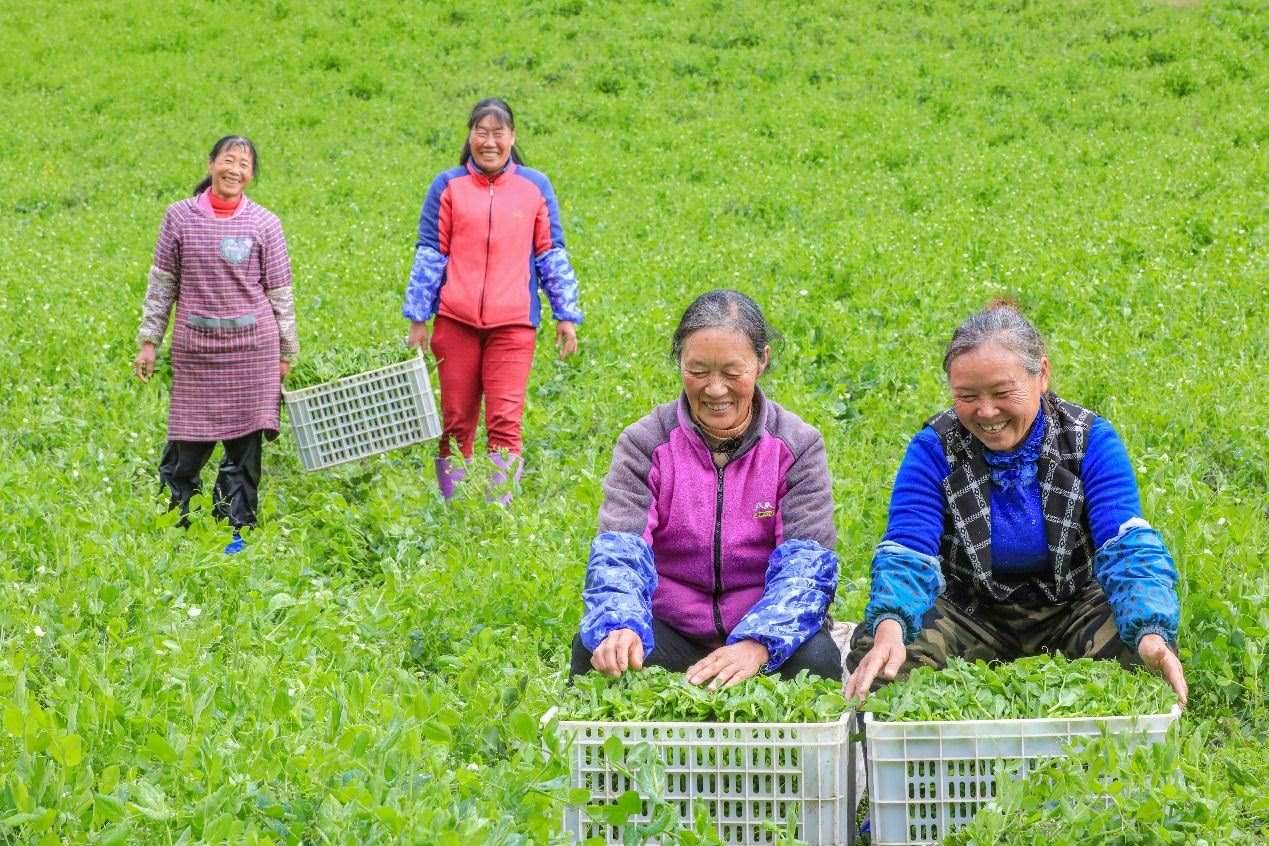 在四川省阿壩藏族羌族自治州馬爾康市馬爾康鎮(zhèn)納足村，當季蔬菜喜獲豐收，群眾正在忙著采收、裝箱供應市場。來源：人民圖片