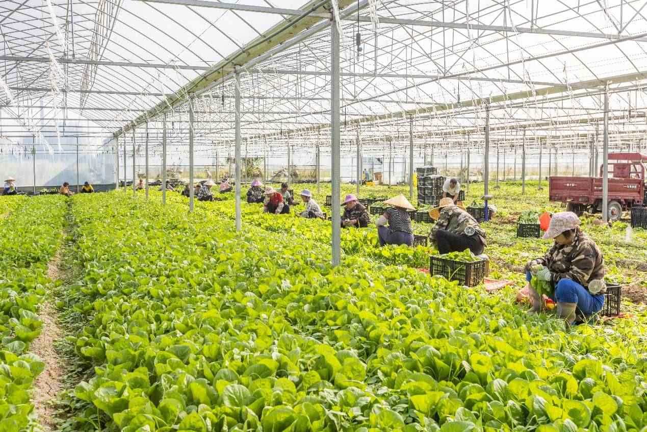 2024年10月8日，在廣西梧州市蒙山縣文圩鎮(zhèn)大明村一個大棚蔬菜基地內(nèi)，民工在采摘、包裝包心菜，準備運銷外地。來源：人民圖片