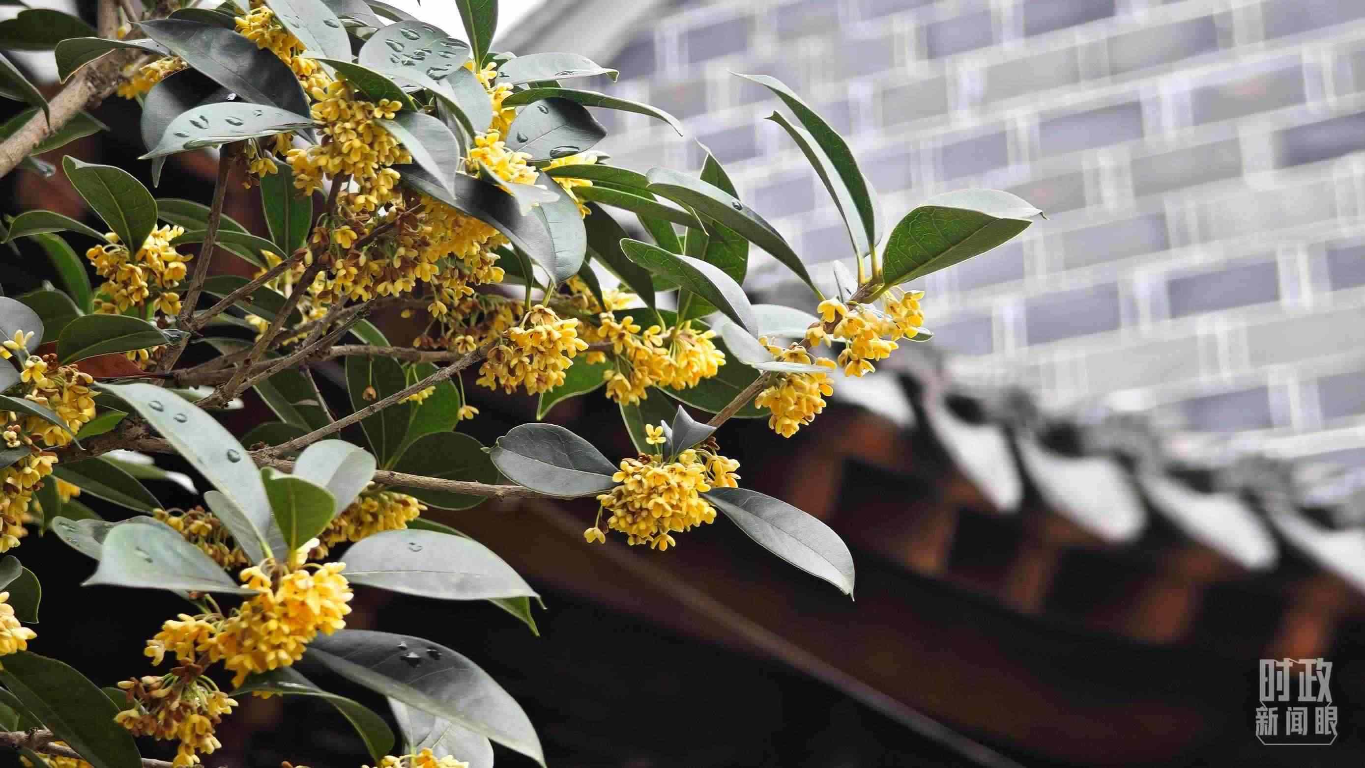 △六尺巷。（總臺央視記者趙化、彭漢明拍攝）