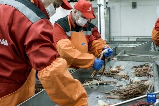 俄羅斯蟹業(yè)集團(tuán)的工作人員在生產(chǎn)線上加工產(chǎn)品（資料照片）。新華社發(fā)（俄羅斯蟹業(yè)集團(tuán)供圖）