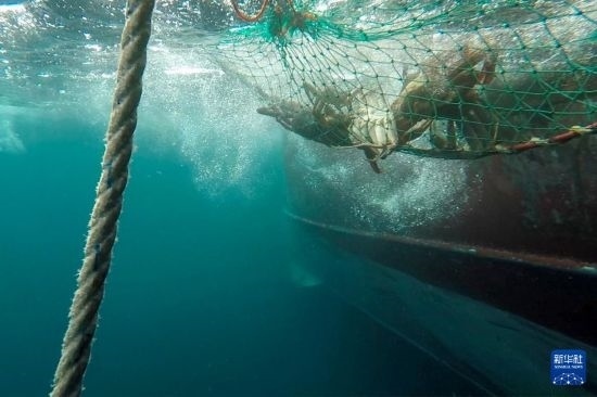 這是俄羅斯蟹業(yè)集團(tuán)的捕撈船進(jìn)行遠(yuǎn)洋捕撈的資料照片。新華社發(fā)（俄羅斯蟹業(yè)集團(tuán)供圖）