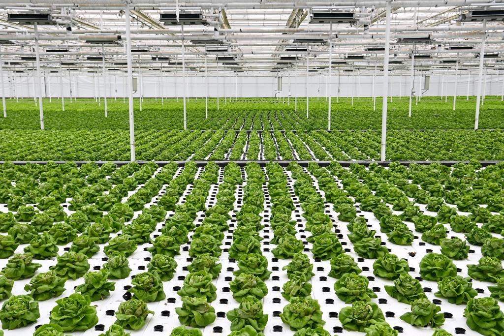 10月26日，楊凌智慧農(nóng)業(yè)示范園智慧溫室內(nèi)通過無土栽培技術(shù)種植的蔬菜。新華社記者 鄒競一 攝