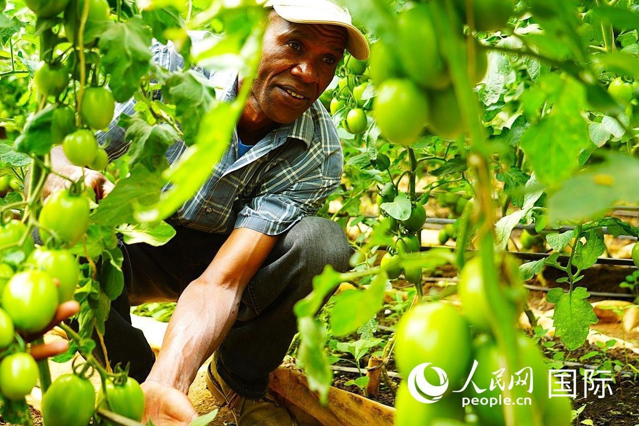 肯尼亞納庫魯郡，當(dāng)?shù)剞r(nóng)民喬納·卡蘭賈家的溫室大棚里，番茄長勢喜人。人民網(wǎng)記者 黃煒鑫攝