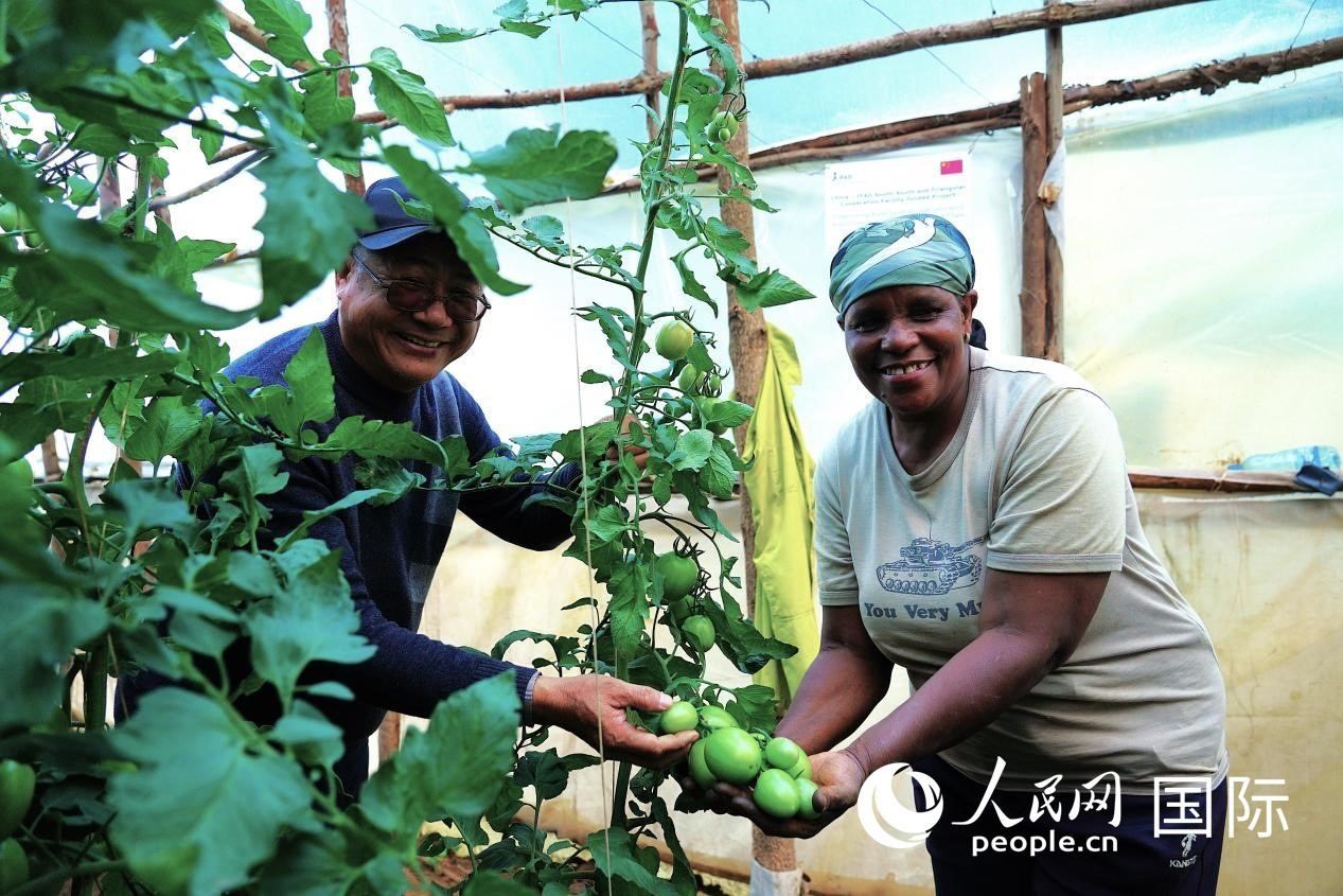 肯尼亞納庫魯郡，南京農(nóng)業(yè)大學(xué)援非專家劉高瓊和當(dāng)?shù)剞r(nóng)民瑪麗·姆旺吉在溫室大棚里查看番茄種植情況。人民網(wǎng)記者 黃煒鑫攝