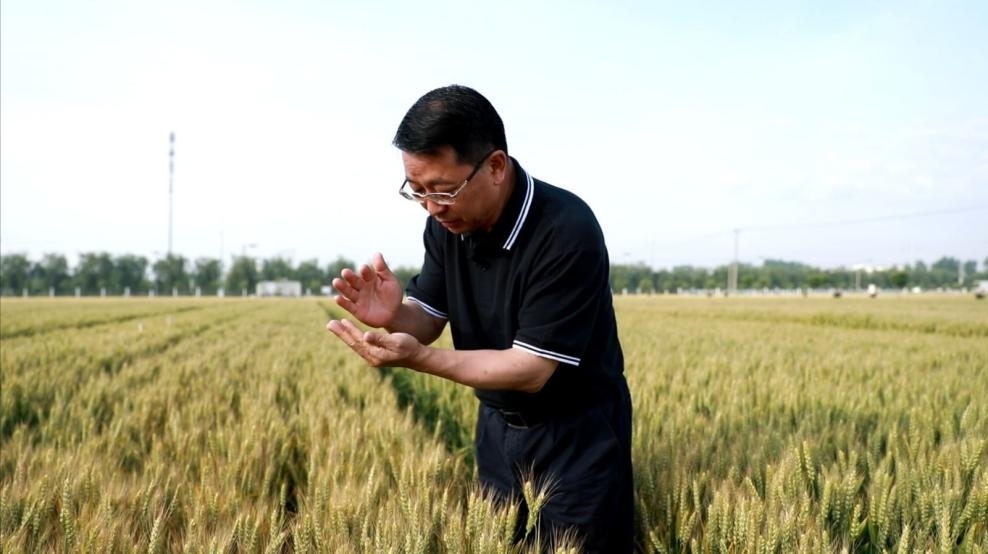 張福鎖在曲周查看小麥長勢。受訪者供圖