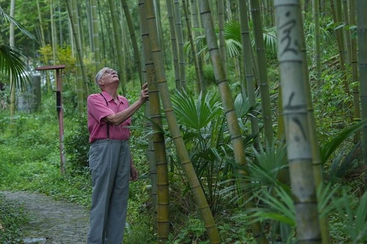 奈斯在莫干山的竹林里散步。