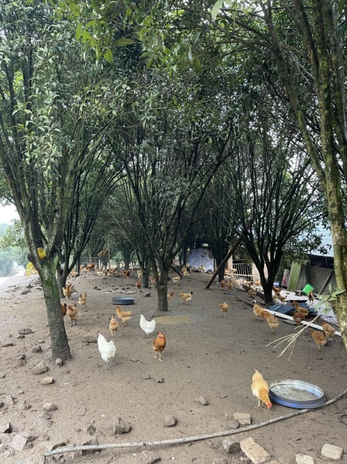 桂花林里的桂飛雞。劉軍國攝