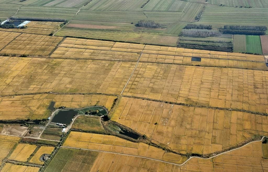 俯瞰黑龍江省哈爾濱市一處稻田（10月2日攝，無人機(jī)照片）。新華社記者 孫曉宇 攝