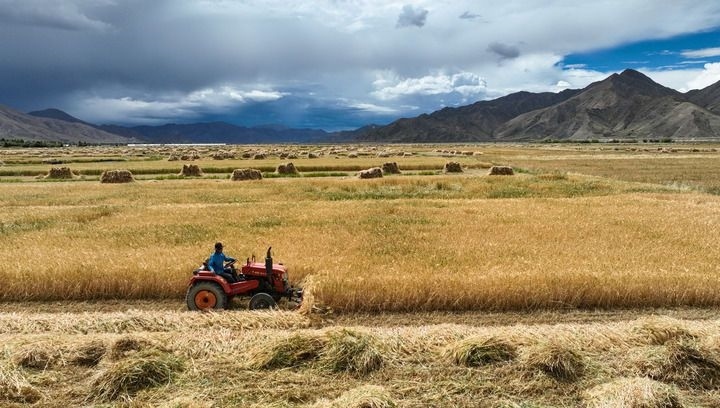 2024年9月10日在西藏日喀則市白朗縣巴扎鄉(xiāng)拍攝的秋收?qǐng)鼍埃o(wú)人機(jī)照片）。新華社記者 晉美多吉 攝