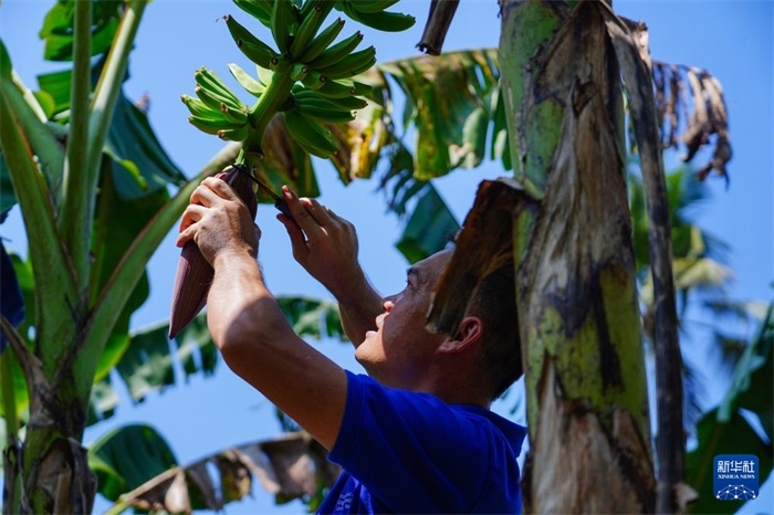 12月23日，中國熱帶農(nóng)業(yè)科學(xué)院專家趙增賢在斯里蘭卡馬坎杜拉為當(dāng)?shù)剞r(nóng)戶做技術(shù)示范。新華社記者 陳冬書 攝