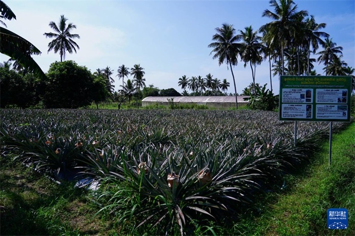 這是12月23日在斯里蘭卡馬坎杜拉拍攝的中國技術(shù)試驗田菠蘿田。新華社記者 陳冬書 攝