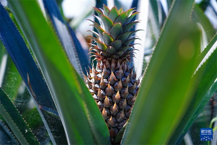 這是12月23日在斯里蘭卡馬坎杜拉拍攝的中國技術(shù)試驗田里的菠蘿。新華社記者 陳冬書 攝