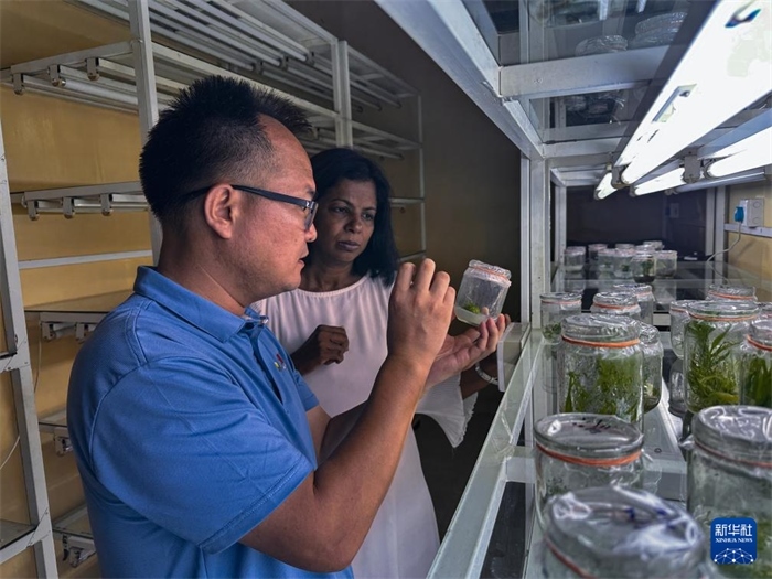 12月23日，在斯里蘭卡馬坎杜拉，中國專家與斯里蘭卡馬坎杜拉可持續(xù)農(nóng)業(yè)與發(fā)展研究中心主任達莎妮·賈亞曼納交流。新華社發(fā)（中國、聯(lián)合國糧農(nóng)組織與斯里蘭卡南南合作項目專家組供圖）