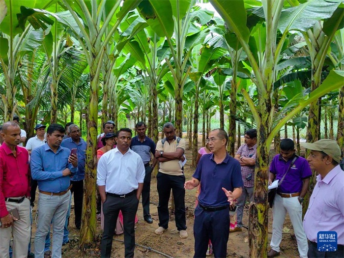 10月10日，在斯里蘭卡霍勒訥的一處香蕉示范基地，中國、聯(lián)合國糧農(nóng)組織與斯里蘭卡南南合作項目中國專家組組長孫德權(quán)為當(dāng)?shù)剞r(nóng)民進行技術(shù)培訓(xùn)。新華社發(fā)（中國、聯(lián)合國糧農(nóng)組織與斯里蘭卡南南合作項目專家組供圖）