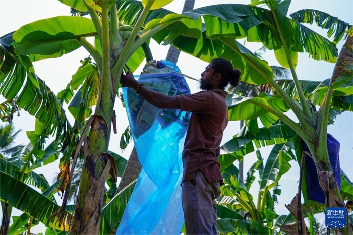 12月23日，在斯里蘭卡馬坎杜拉，農(nóng)民在香蕉試驗田里學(xué)習(xí)套袋技術(shù)。新華社記者 陳冬書 攝