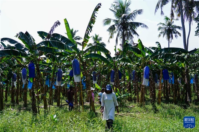 12月23日，在斯里蘭卡馬坎杜拉，農(nóng)民走過中國技術(shù)試驗田香蕉田。新華社記者 陳冬書 攝