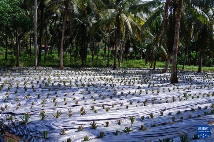 這是12月23日在斯里蘭卡馬坎杜拉拍攝的農(nóng)民里尚·普爾納的菠蘿田。新華社記者 陳冬書 攝