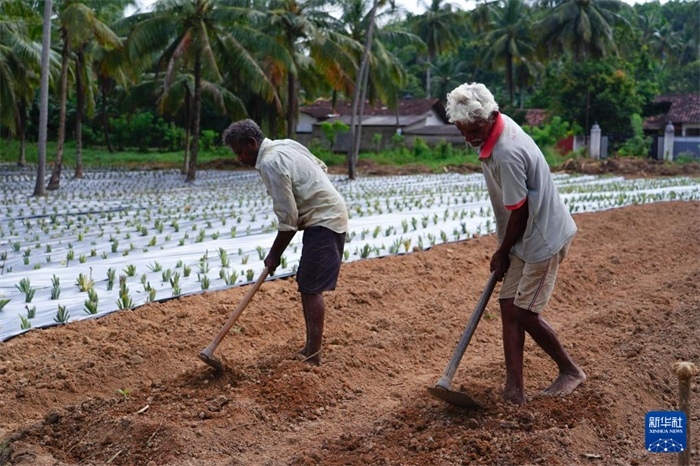 12月23日，斯里蘭卡馬坎杜拉的農(nóng)民在菠蘿田地里勞作。新華社記者 陳冬書 攝
