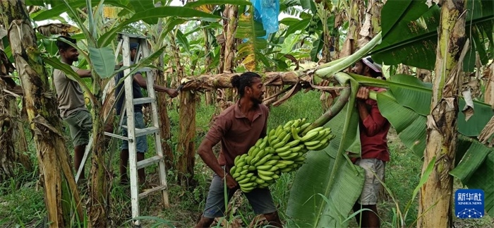 12月28日，在斯里蘭卡馬坎杜拉，當(dāng)?shù)剞r(nóng)民收獲香蕉。新華社發(fā)（中國、聯(lián)合國糧農(nóng)組織與斯里蘭卡南南合作項目專家組供圖）