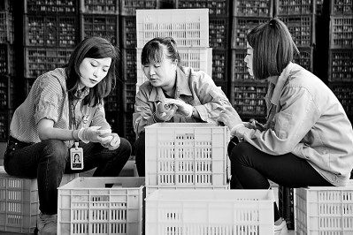 為拓展柿子產(chǎn)業(yè)發(fā)展新途徑，在陜西富平淡村鎮(zhèn)，歸國(guó)留學(xué)生王薇參與創(chuàng)建了一座柿酒酒莊。新華社發(fā)