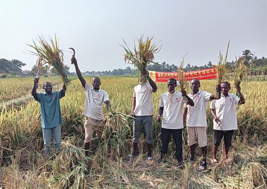 當(dāng)?shù)卮迕裾故窘衲甑乃痉N植成果。中國(guó)援塞農(nóng)業(yè)專家組供圖