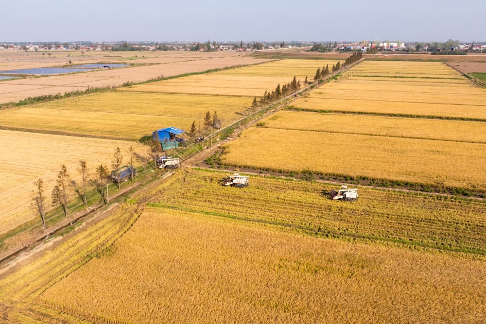 2024年11月1日，在湖南華容縣團洲垸，村民駕駛收割機收獲水稻（無人機照片）。新華社記者陳思汗 攝