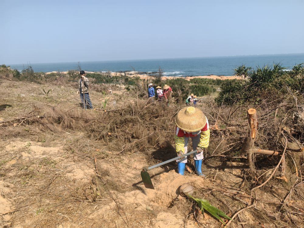2025年1月19日，在海南文昌市，工人正在修復海岸防風林。新華社記者吳茂輝 攝