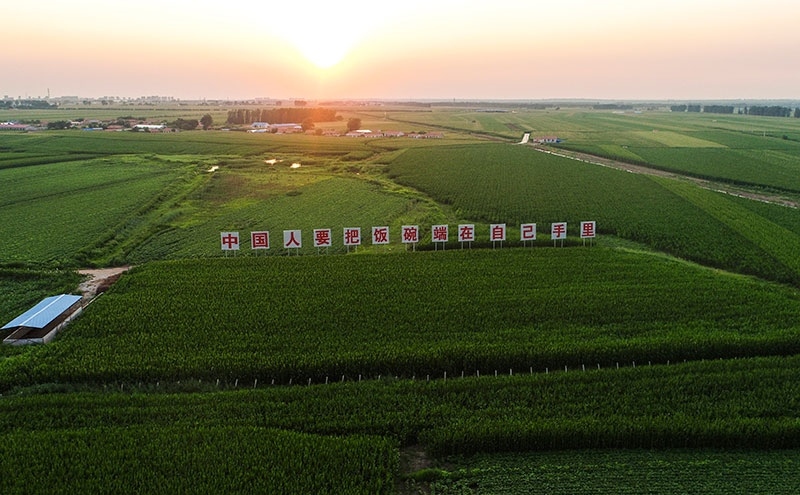 2020年7月23日拍攝的吉林省梨樹縣國家百萬畝綠色食品原料（玉米）標準化生產(chǎn)基地核心示范區(qū)（無人機照片）。新華社記者 許暢 攝