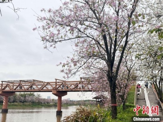 3月7日，廣州海珠國(guó)家濕地公園宮粉紫荊花海吸引游人。中新社記者 許青青 攝