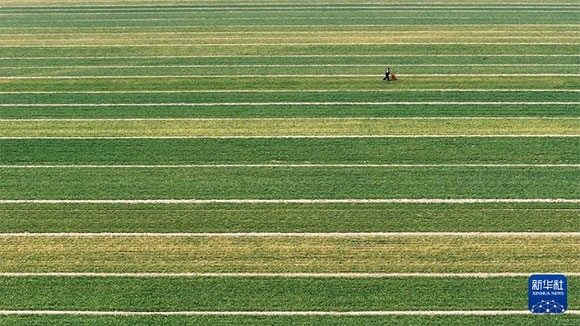 3月14日，在菏澤市鄆城縣潘渡鎮(zhèn)，農(nóng)民在麥田里施肥（無人機(jī)照片）。