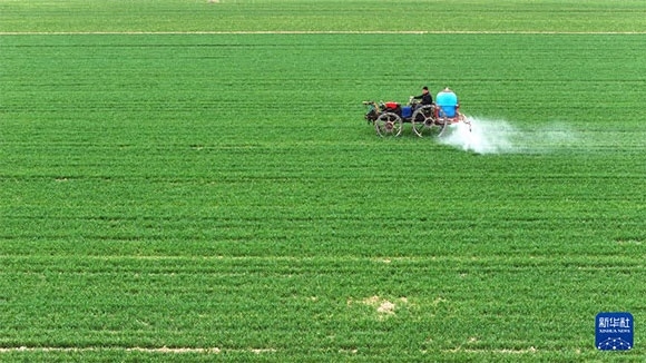 3月14日，在菏澤市鄆城縣郭屯鎮(zhèn)，農(nóng)民在麥田里噴灑除草劑（無人機(jī)照片）。