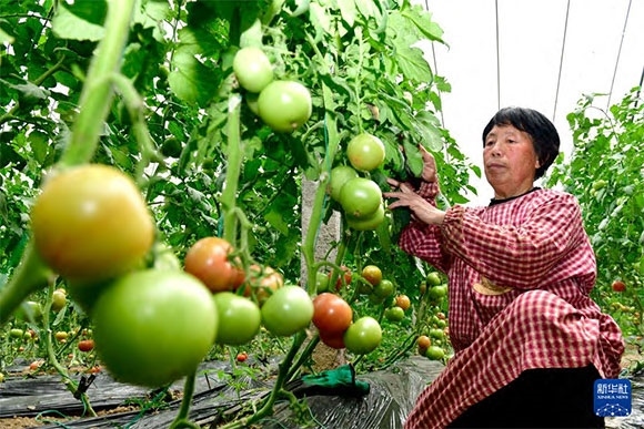 3月13日，在菏澤市鄆城縣張營街道，農(nóng)民在設(shè)施大棚里打理西紅柿。