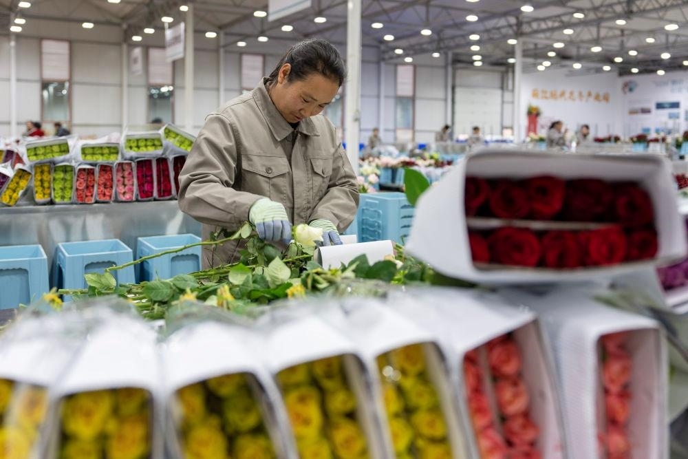 △近日，工作人員在云南麗江現(xiàn)代花卉產(chǎn)業(yè)園包裝鮮花。