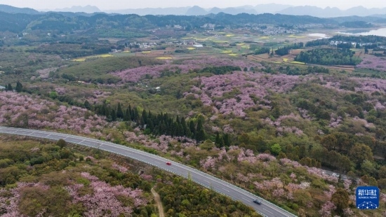 清鎮(zhèn)市紅楓湖鎮(zhèn)右二村旁的道路與花海相映（4月5日攝，無人機照片）。
