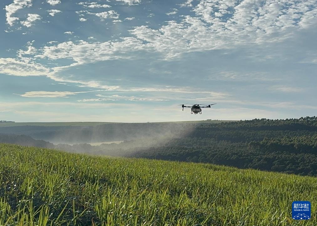 3月25日，在南非夸祖魯-納塔爾省的方廷希爾莊園，中國農用無人機為甘蔗林噴灑殺菌劑。新華社記者 白舸 攝