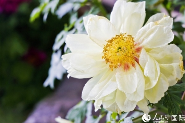 洛陽國家牡丹園牡丹盛開。 人民網(wǎng)記者 魯揚(yáng)攝